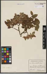Foto von Salix hastata L.